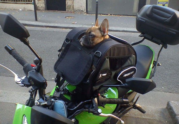 trasladar a tu mascota en moto